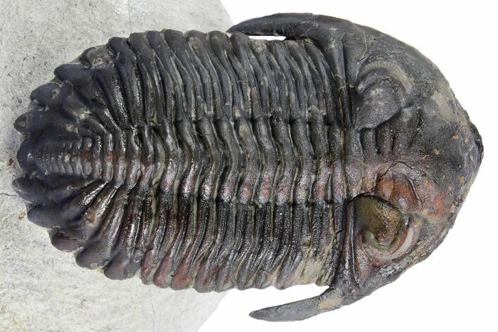 Detailed Hollardops Trilobite - Ofaten, Morocco #347764